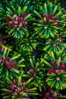 USA, Washington State, Seabeck. Close-up of Korean fir with pollen cones. Art Print